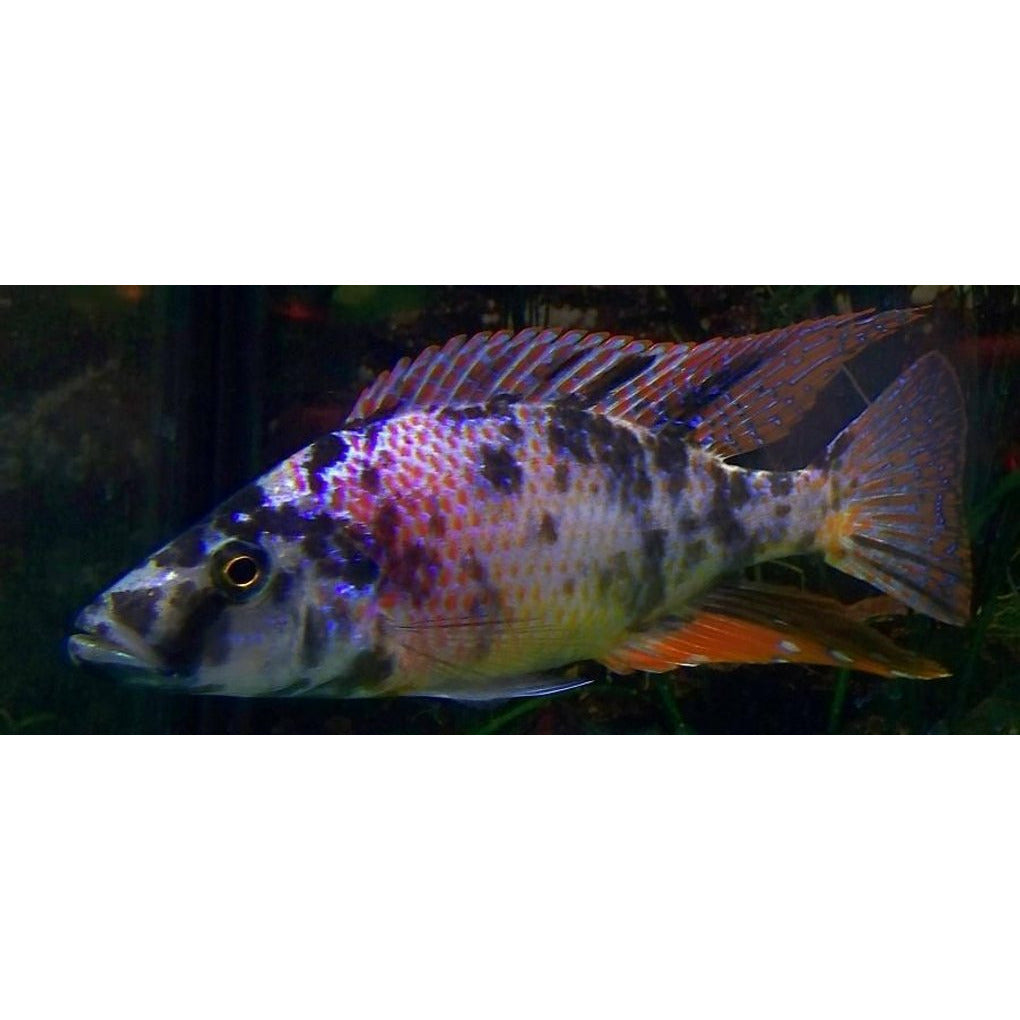 OB Malawi Eye Biter 4inch