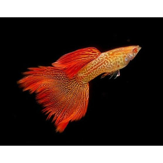 Orange Lace Guppy (Pair)