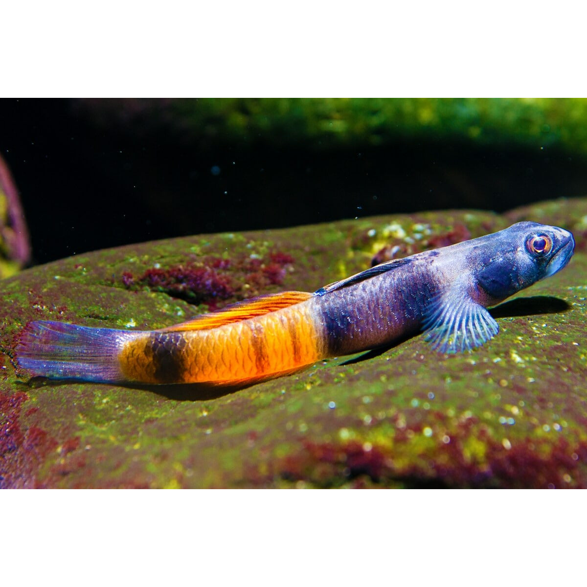 Papuan Red Goby