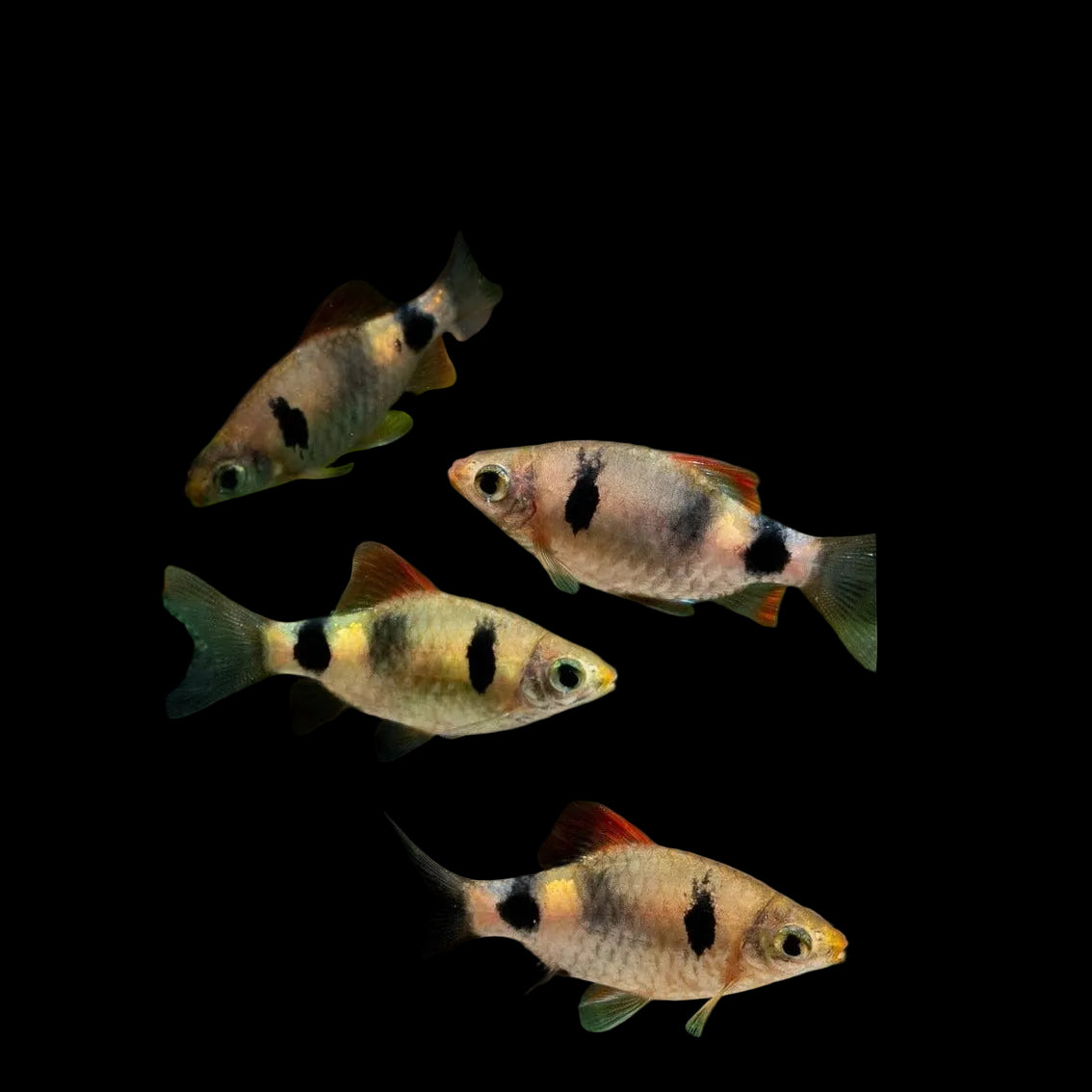 Pethia setnai / Setnai Barb, 1.75"