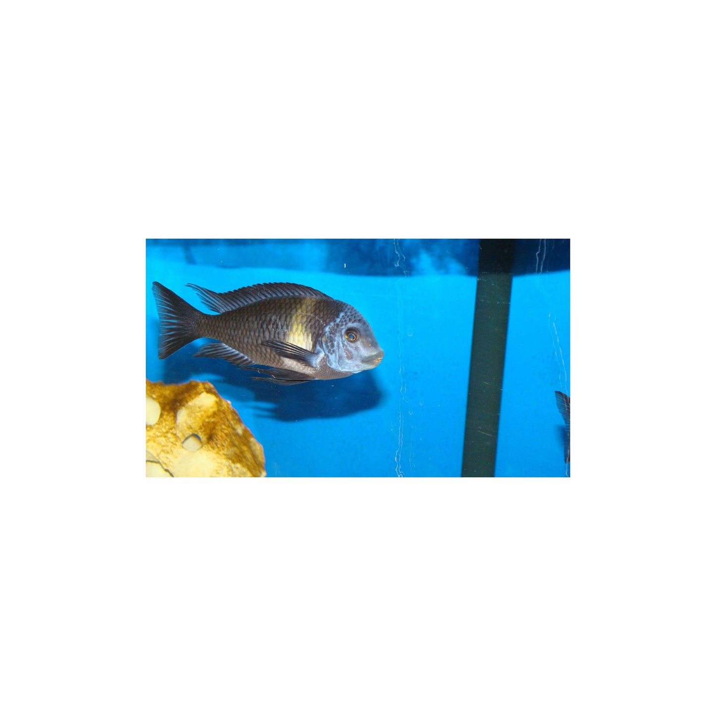 Tropheus duboisi