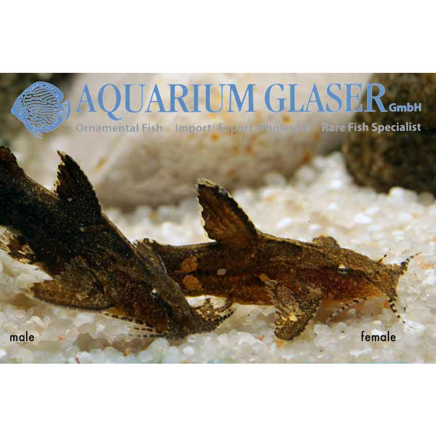 Brown Hillstream / Pseudolaguvia muricata - Best4Pets