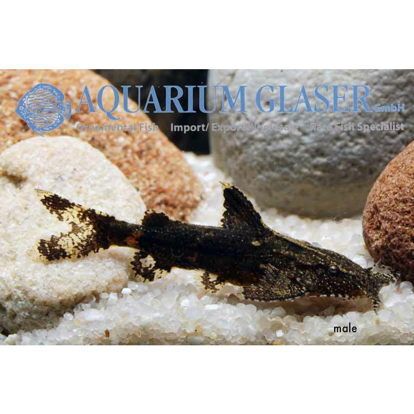 Brown Hillstream / Pseudolaguvia muricata - Best4Pets