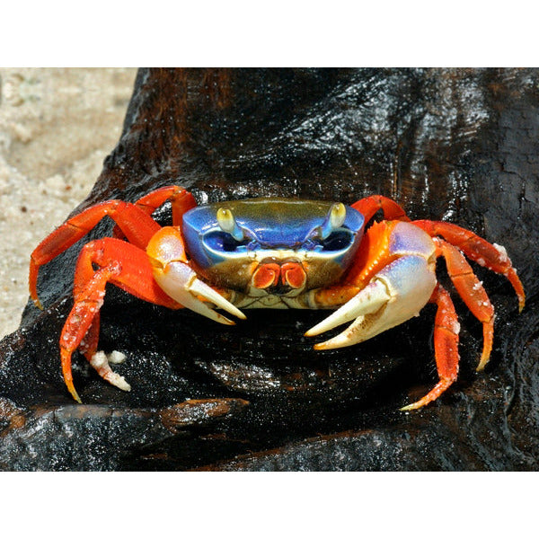 Rainbow Crab - Best4Pets