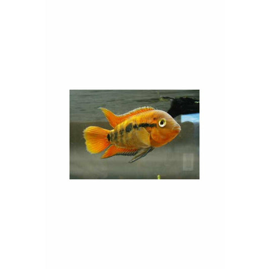 Rainbow Cichlid / Archocentrus multispinosus 2.5"