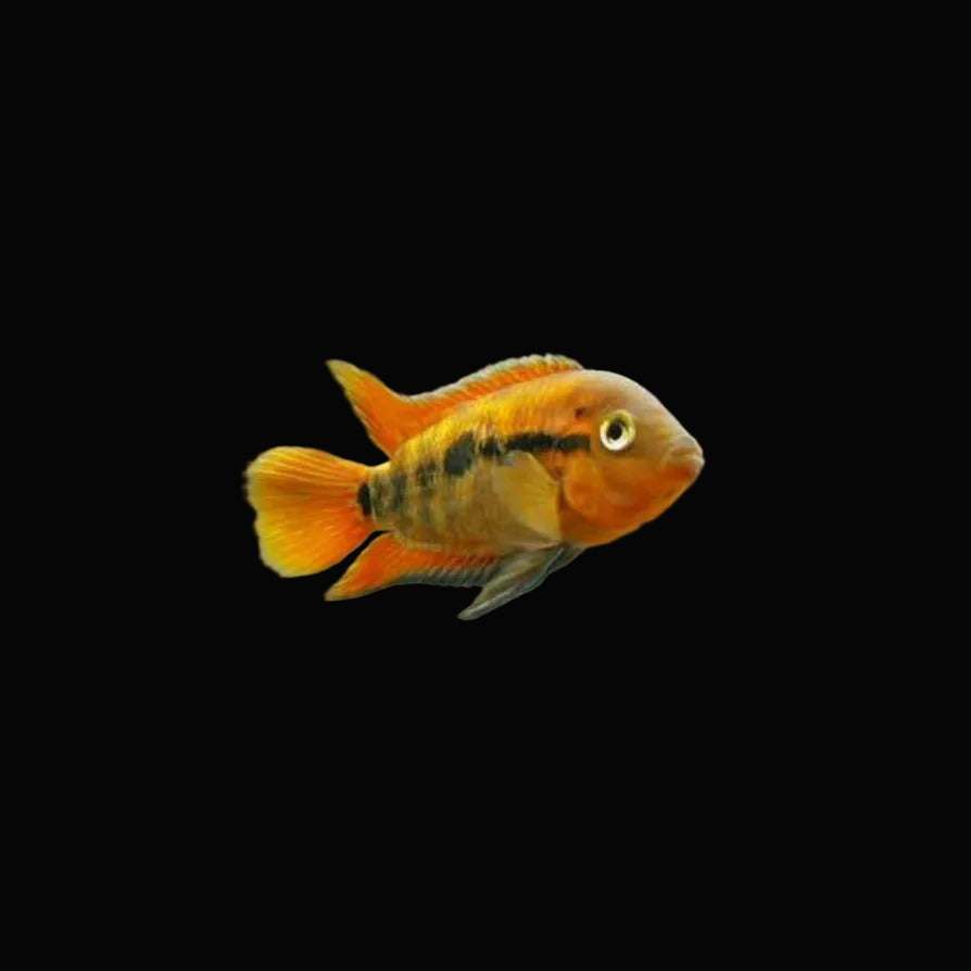 Rainbow Cichlid / Archocentrus multispinosus 2.5"