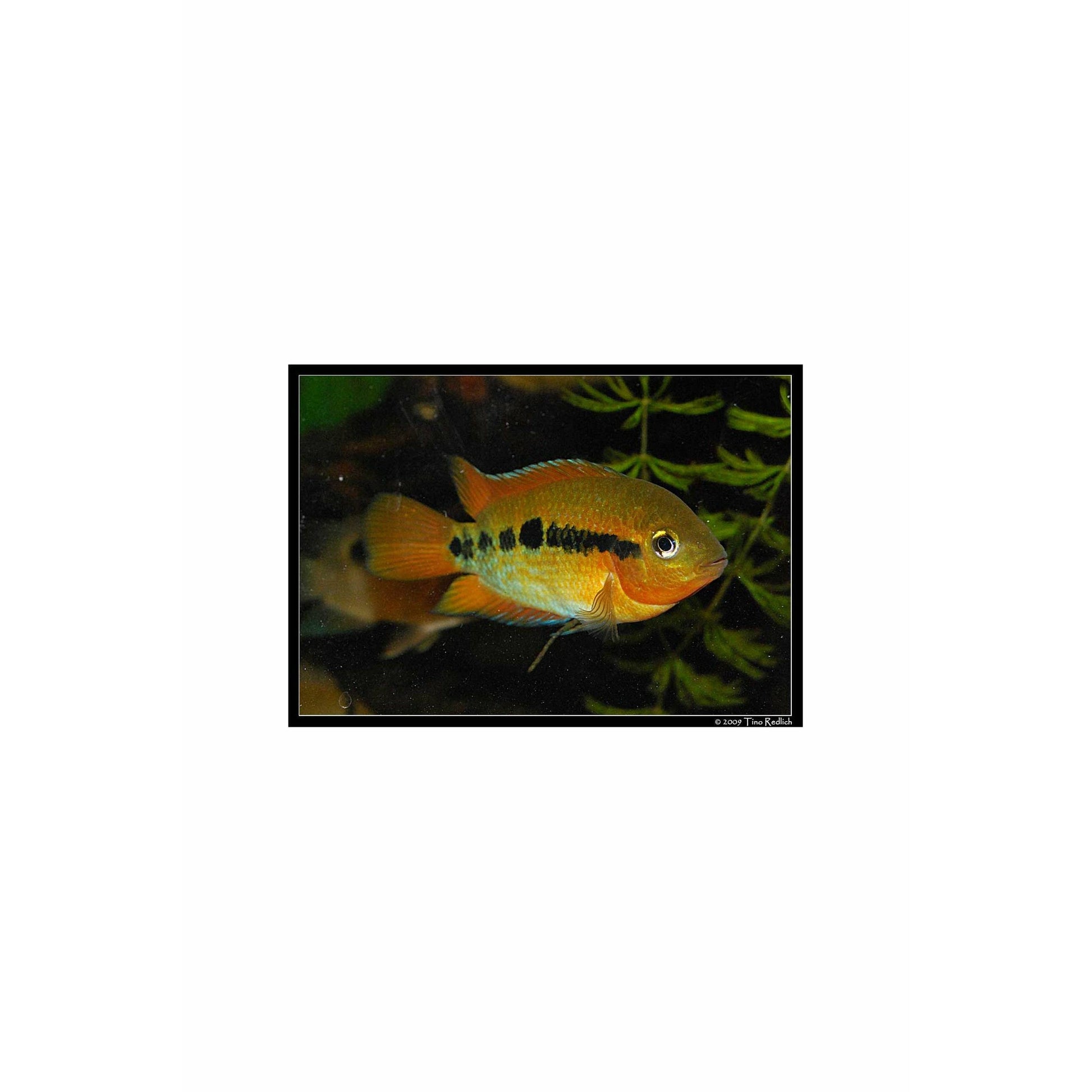 Rainbow Cichlid / Archocentrus multispinosus 2.5"