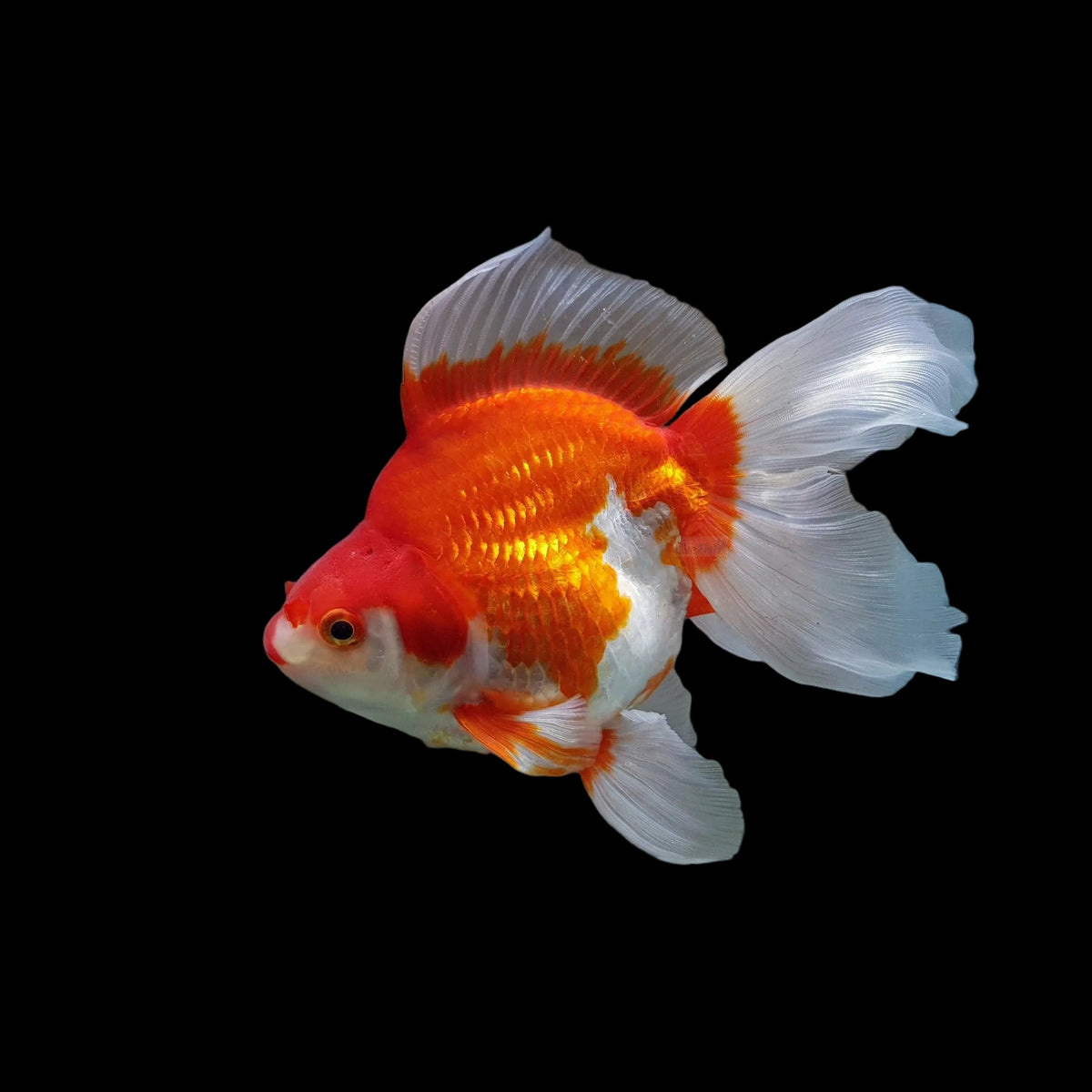 Red White Ryukin (Import)