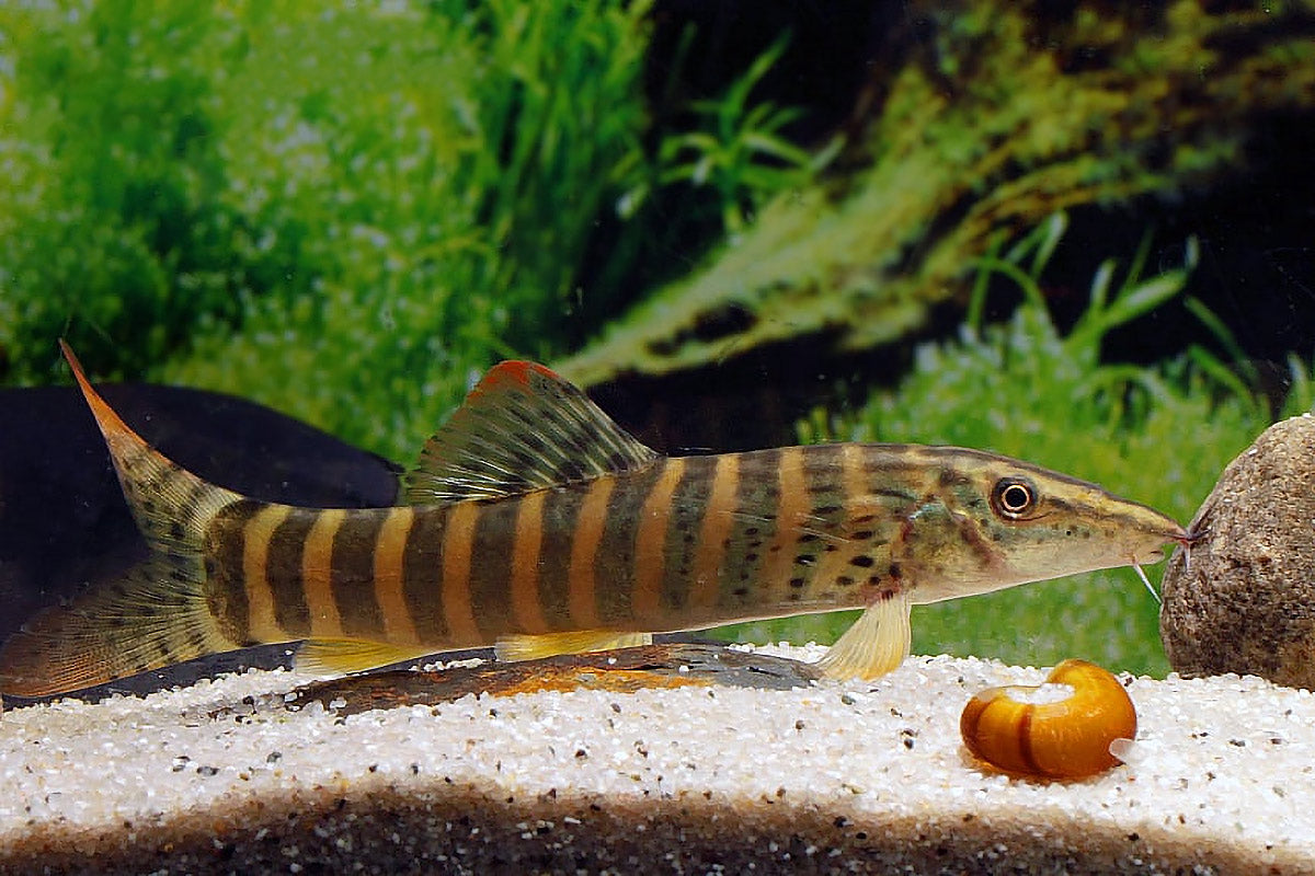 Red Fin Tiger Loach