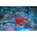 Red kodango Cichlid 4.5