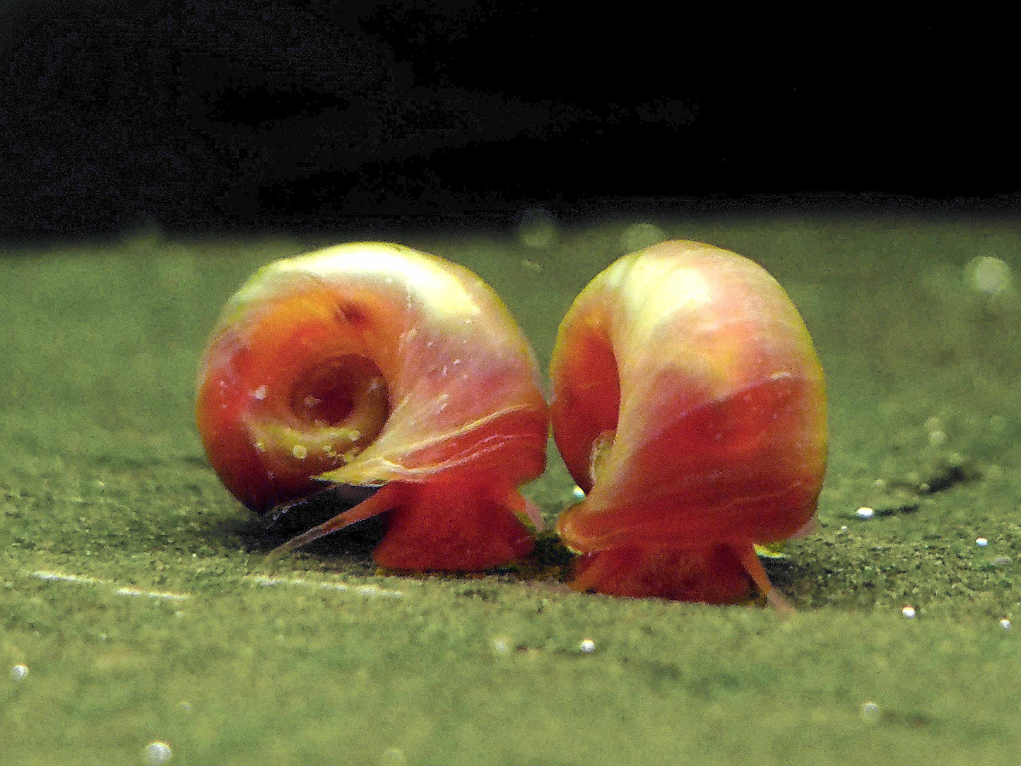 Ramshorn Snail Small