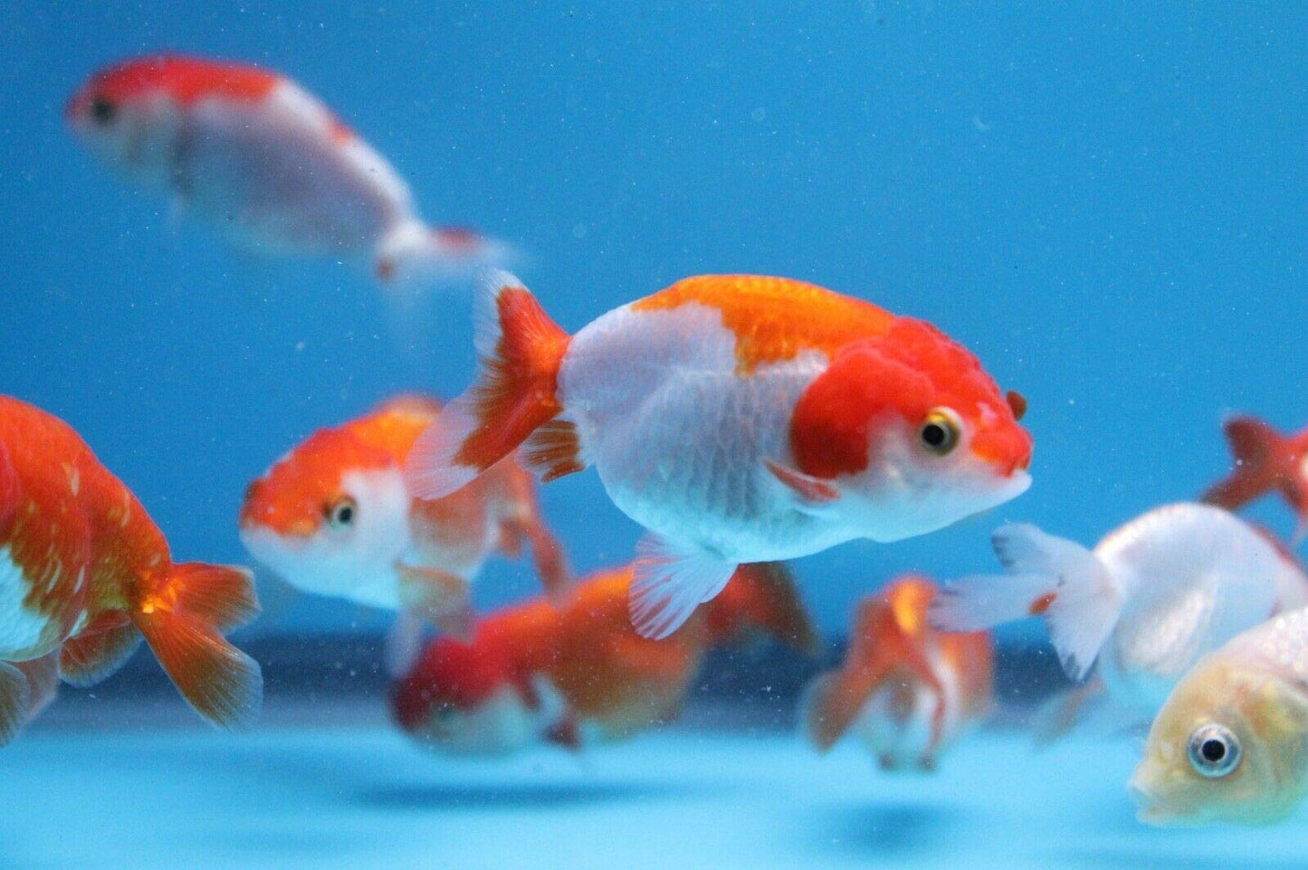 Red White Ranchu Gold 2inch (Pair)