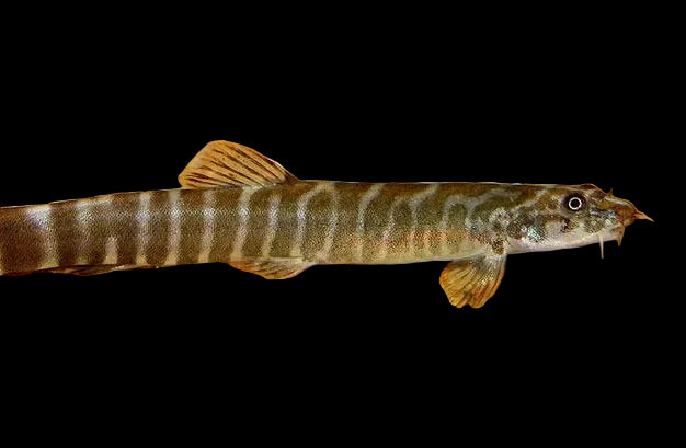 Red Tail Loach L (Pair)