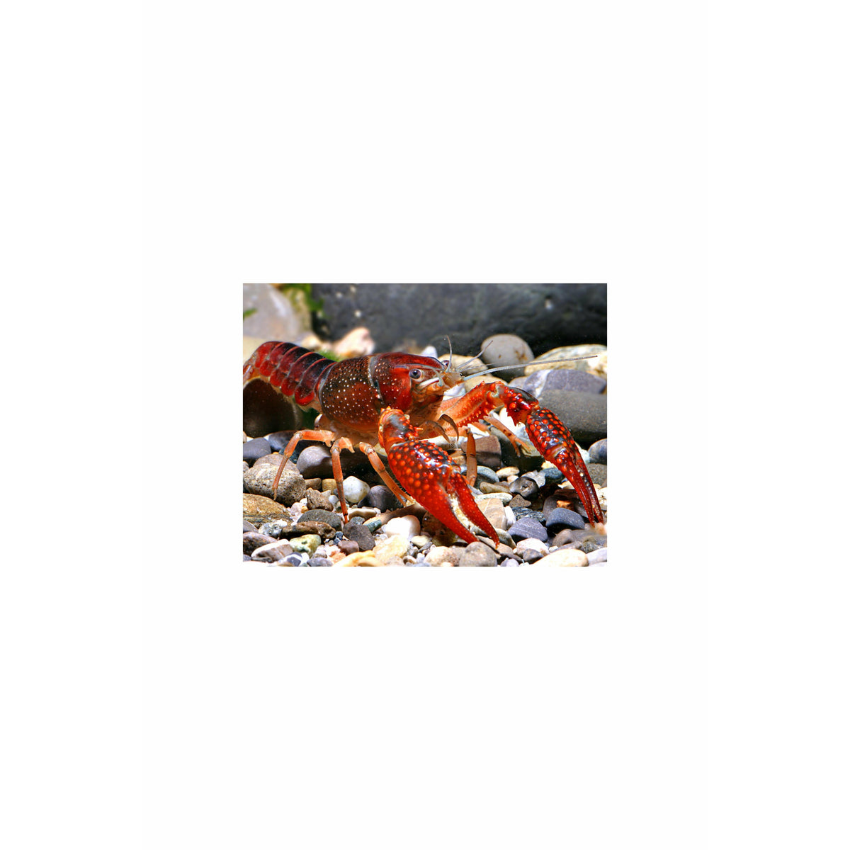 Red Lobster