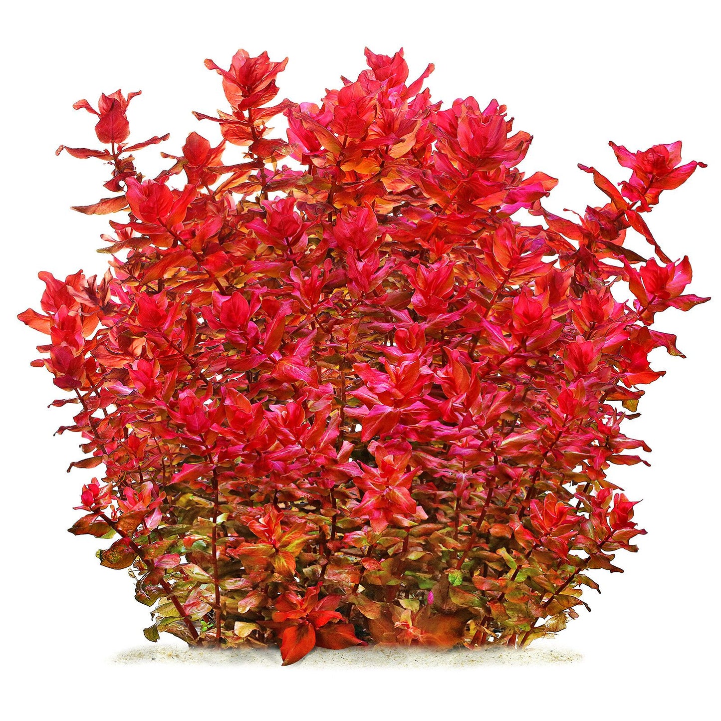 Rotala macrandra "Red"