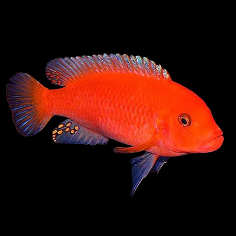 Rusty Cichlid 2inch