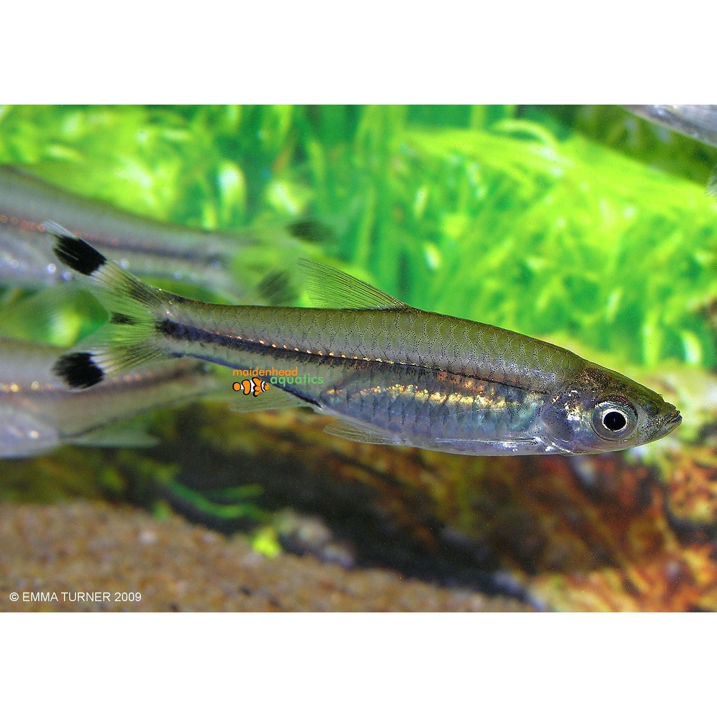 Scissortail Rasbora Large (Pair)