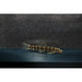 Serpent Loach *Super Rare*