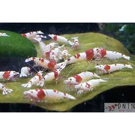 Red Crystal Shrimp PRL