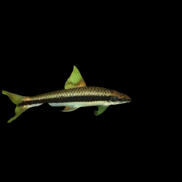 Siamese Algae Eater