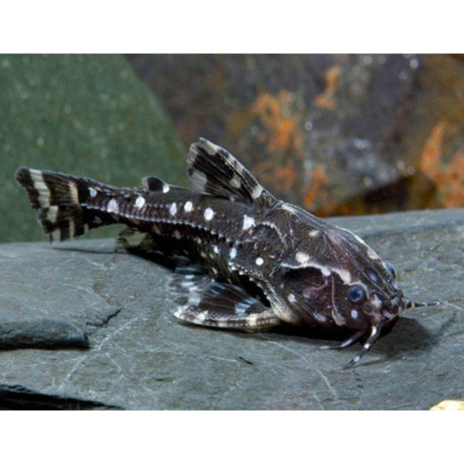 Spotted Raphael Talking Catfish – Best4Pets - Main Image