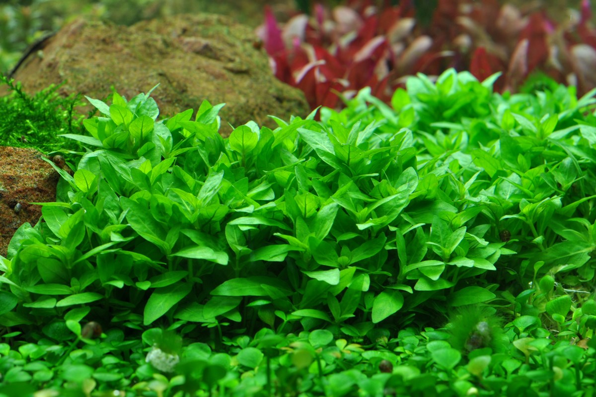 Staurogyne repens
