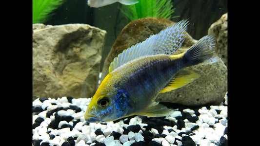 Sulphur Head Cichlid / Aulonocara maylandi 6 inch (Import)