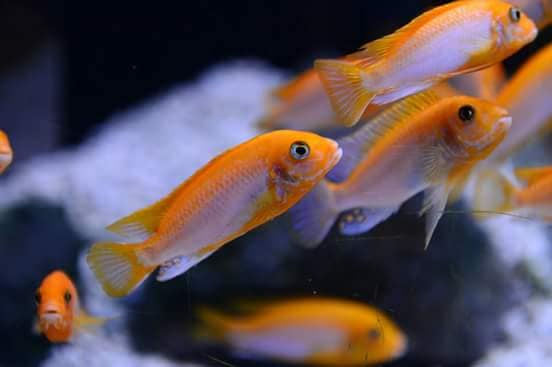 Sunflower Hongi Cichlid 2inch(Pair)