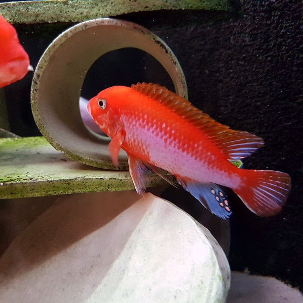Sunflower Hongi Cichlid 2inch(Pair)