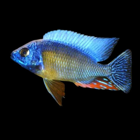 Taiwan Reef Cichlid - Best4Pets