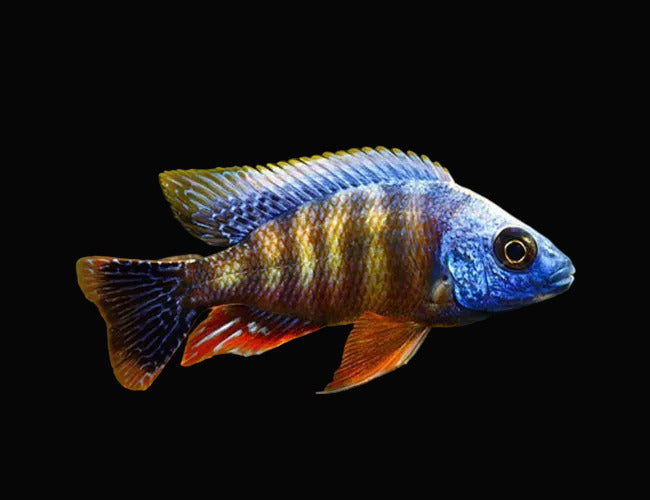 Taiwan Reef Cichlid 4inch (Import)