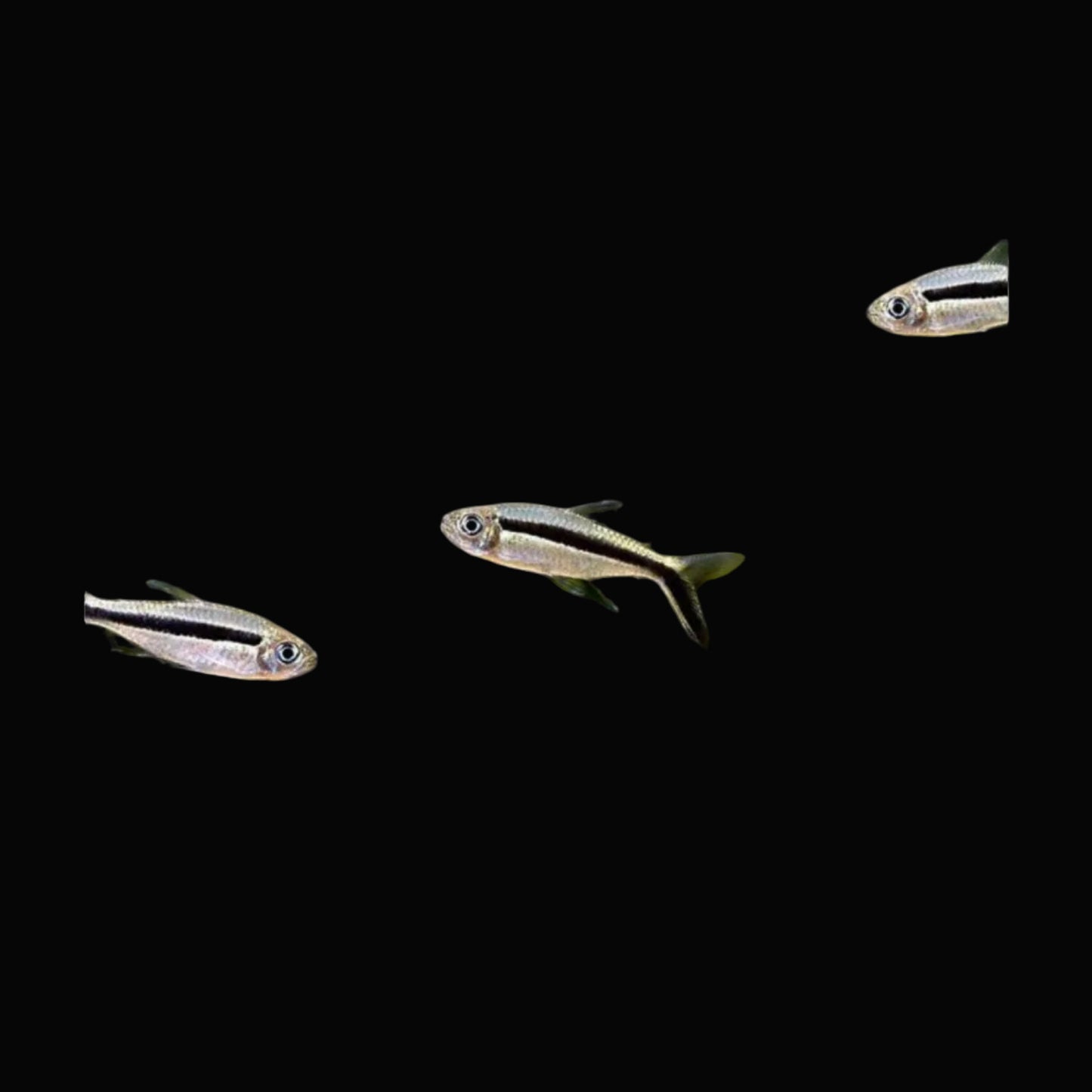 Hockeystick Tetra Large