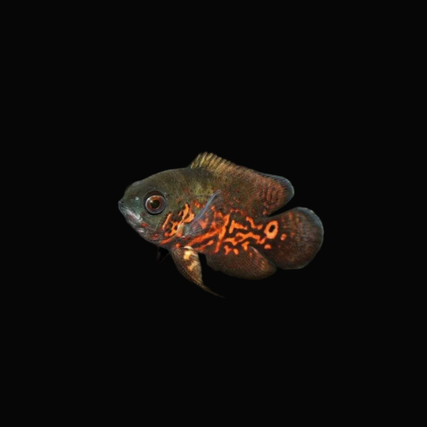 Tiger Oscar Cichlid, 3.5inch