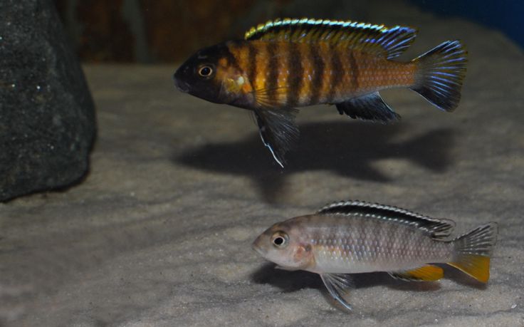 Tropheops sp. Red Cheek *rare* 2inch