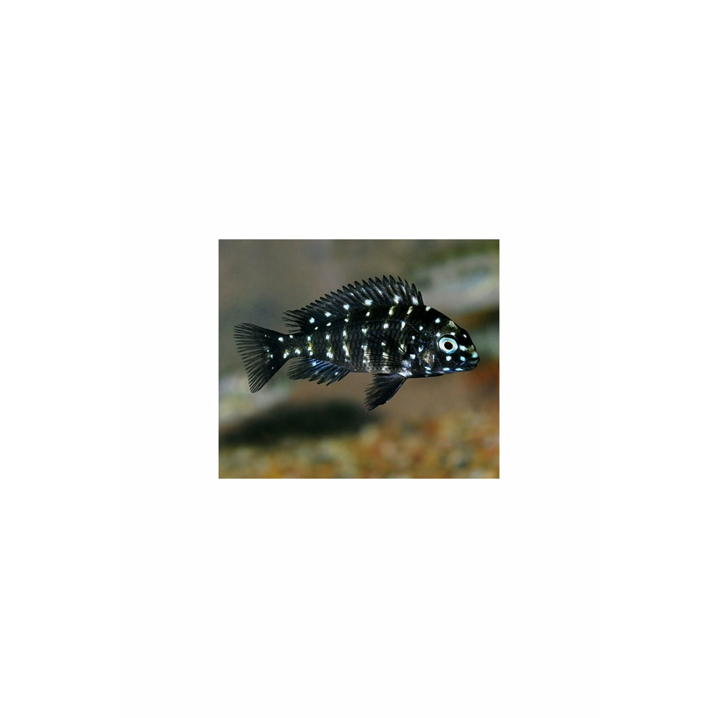 Tropheus duboisi