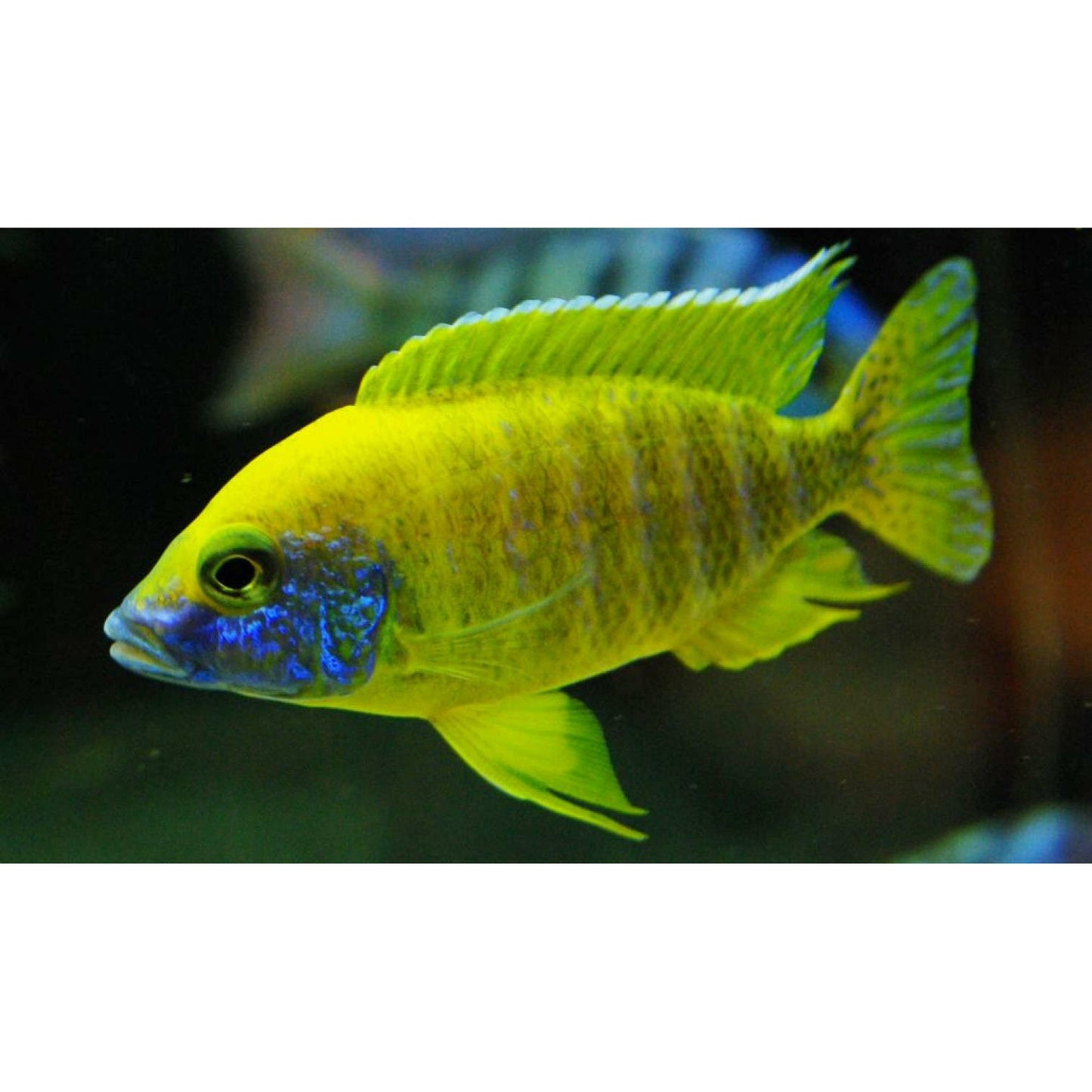 Yellow Sunshine Peacock Import 3.5-4"