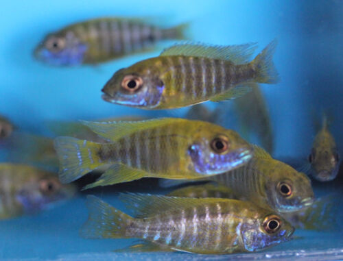 Yellow Sunshine Peacock 2.5