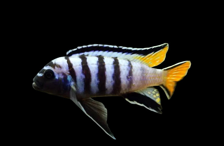 Yellow Tail Mpanga 2-2.75inch