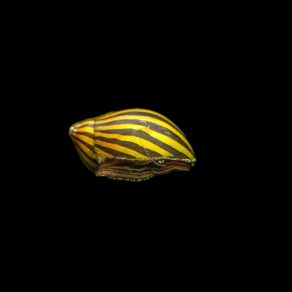 Zebra Nerite Snail