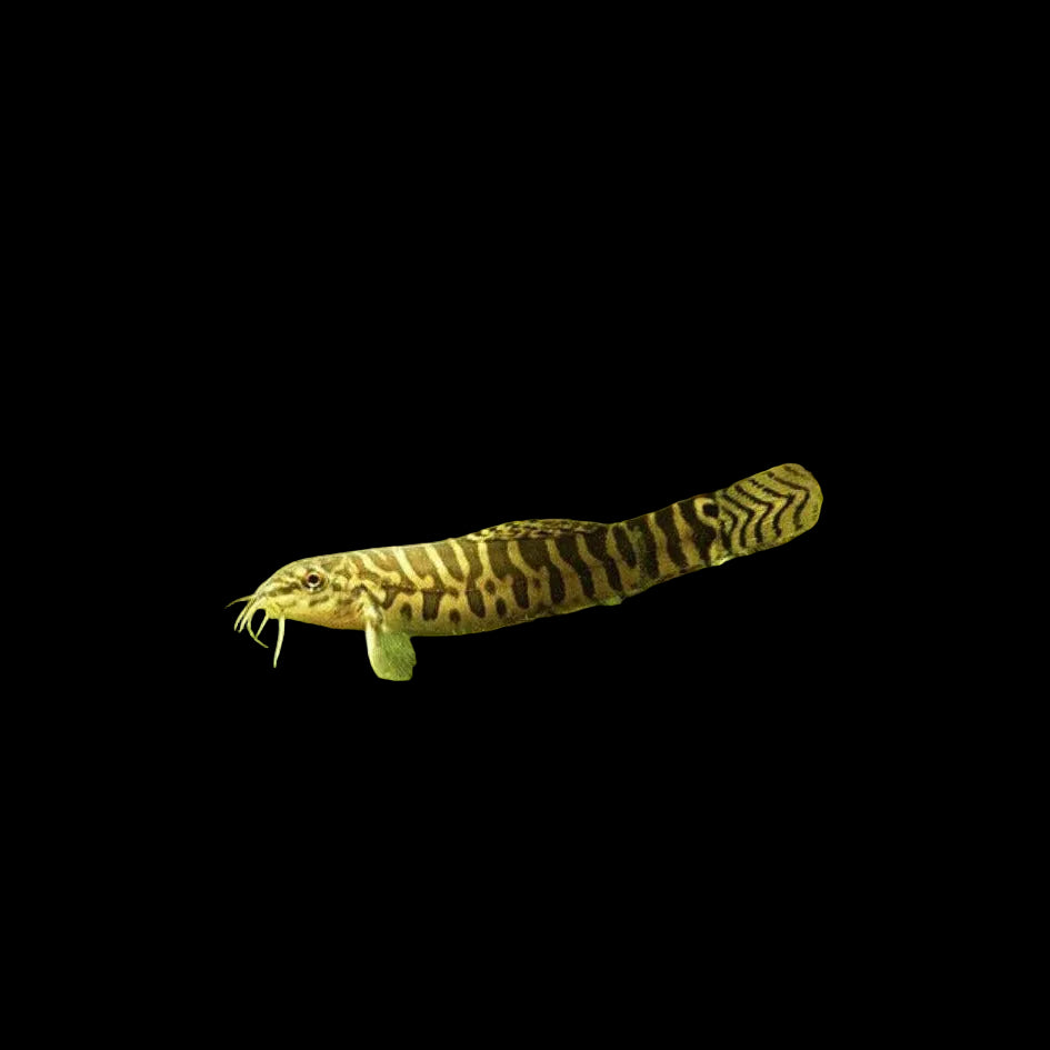Zipper Loach