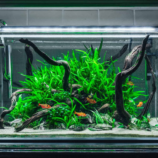 Low‑Tech Planted Aquarium Setup in India: No CO₂, No Problem