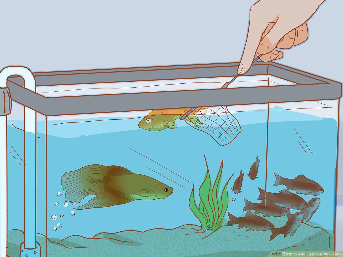 How to cycle an aquarium: fishless and fish-in methods for a freshwate ...
