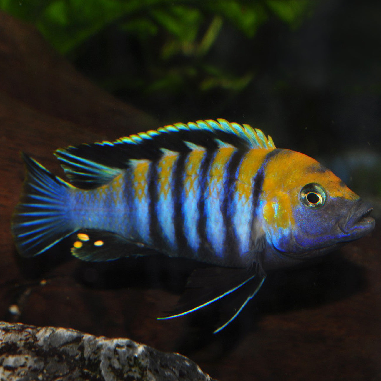 How to Bring Shy Fish Out from Your Aquarium Rockwork