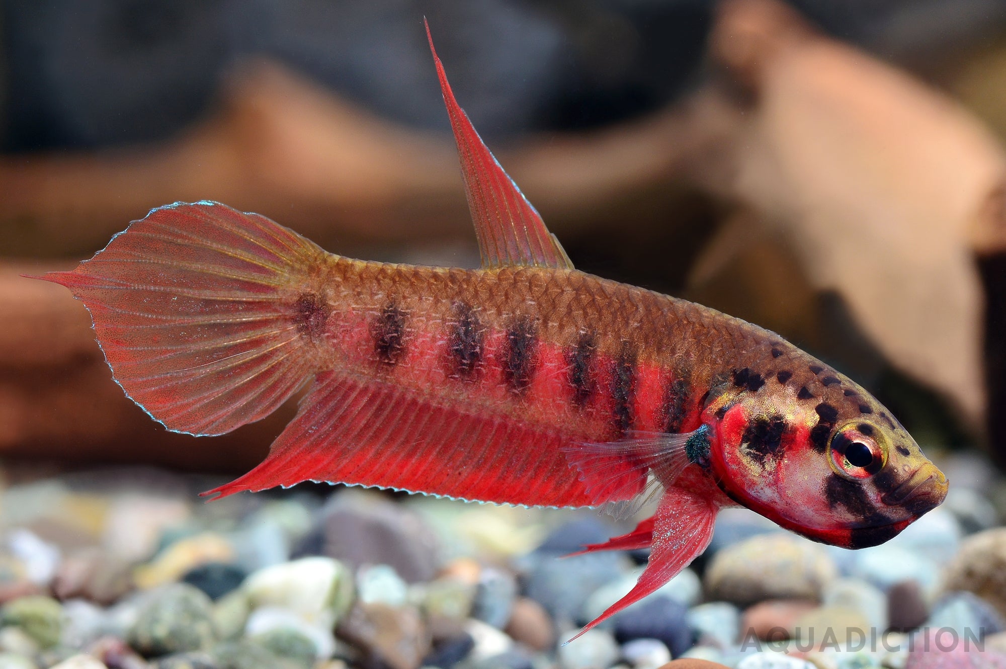 What Is a Fish Tank Without Water? Exploring the Best Water Sources for Betta Fish