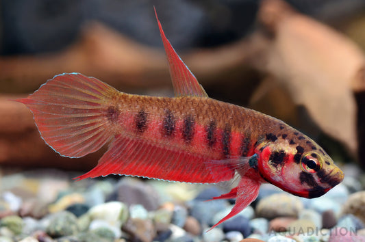 What Is a Fish Tank Without Water? Exploring the Best Water Sources for Betta Fish