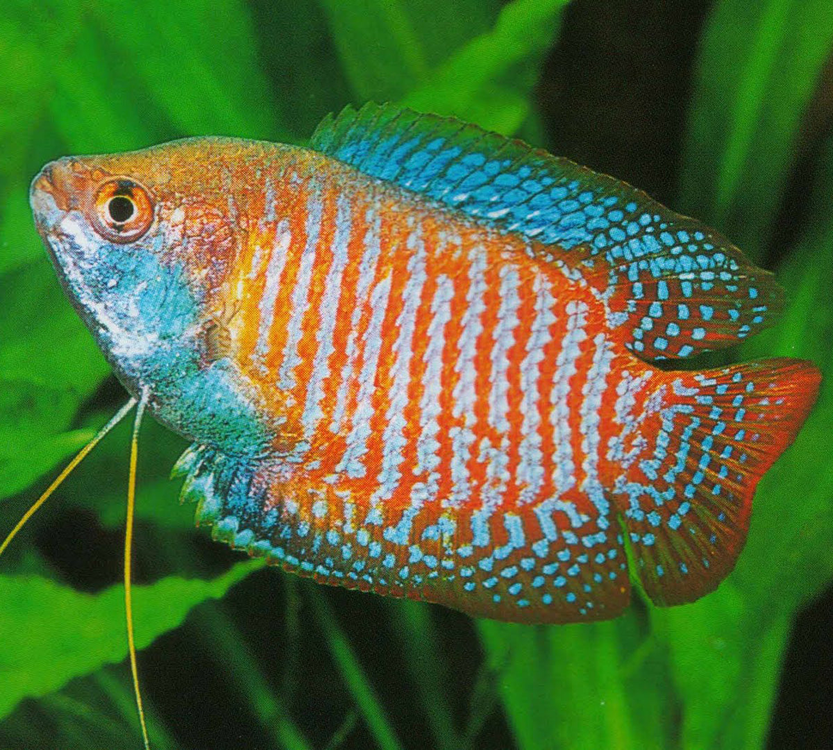 Easy First Fish Top 10 easiest freshwater fish for beginners. – Best4Pets