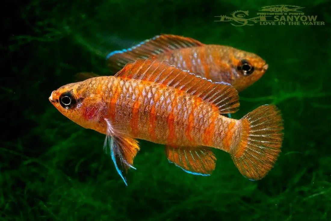 Breeding Red Badis / Dario dario in the Home Aquarium