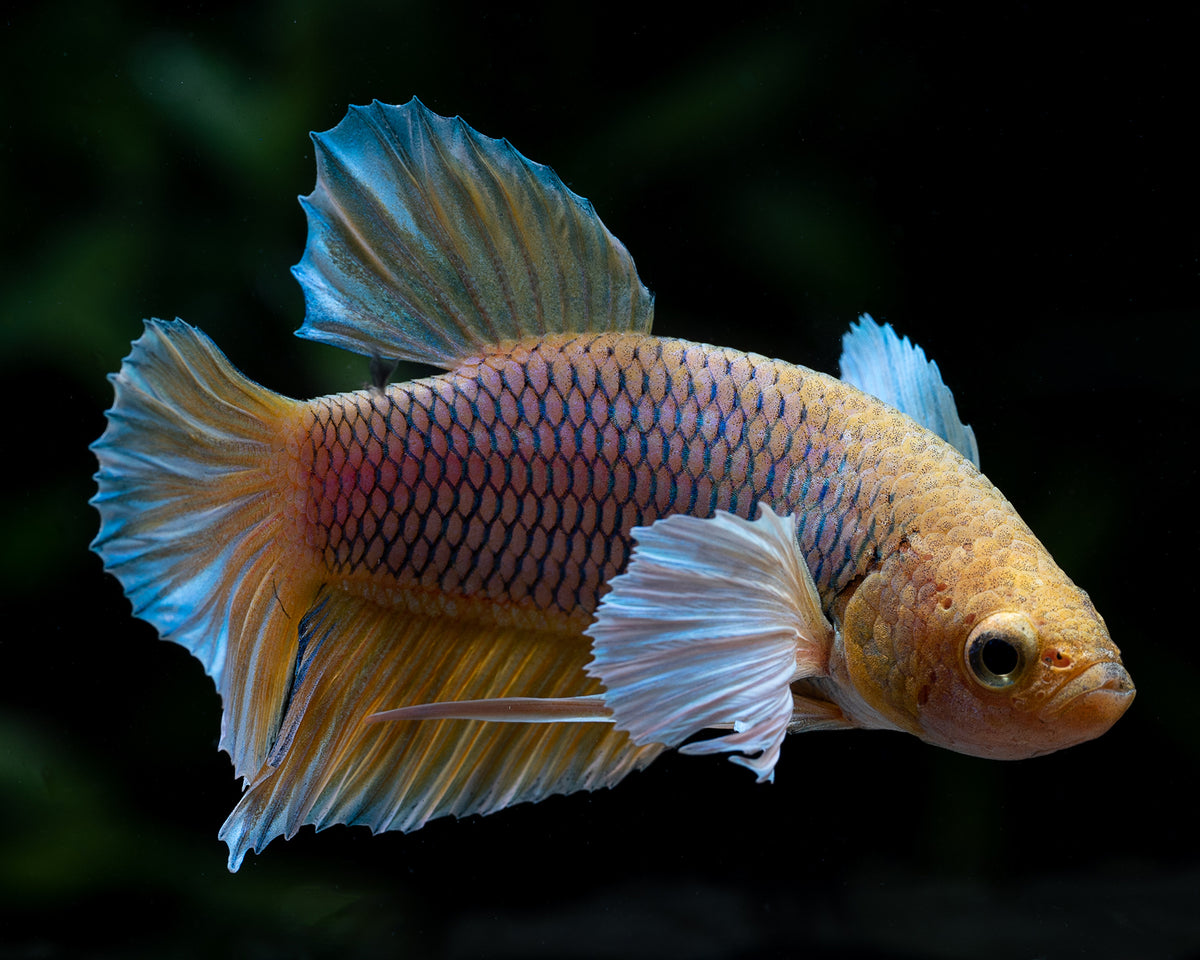 How Big Do Betta Fish Get? Exploring the Growth of This Popular Aquari ...