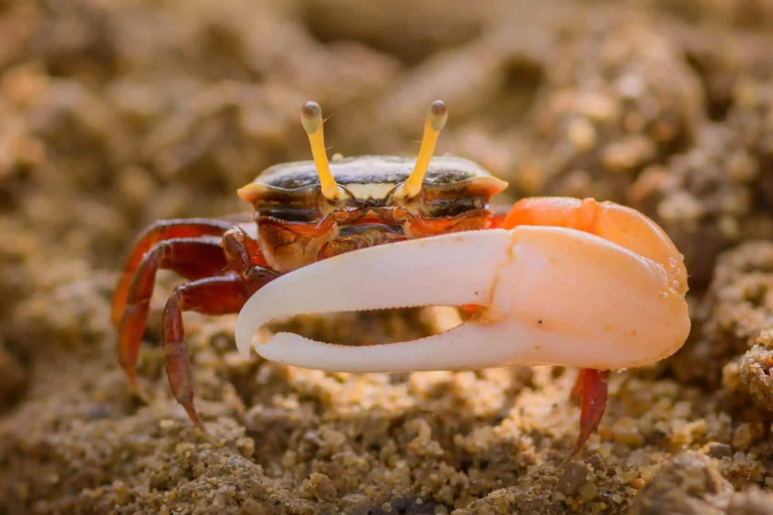 Setting up an Aquarium for Fidddler Crabs.