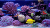 Saltwater Aquarium: Understanding water chemistry: pH, ammonia, nitrite, and nitrate levels.